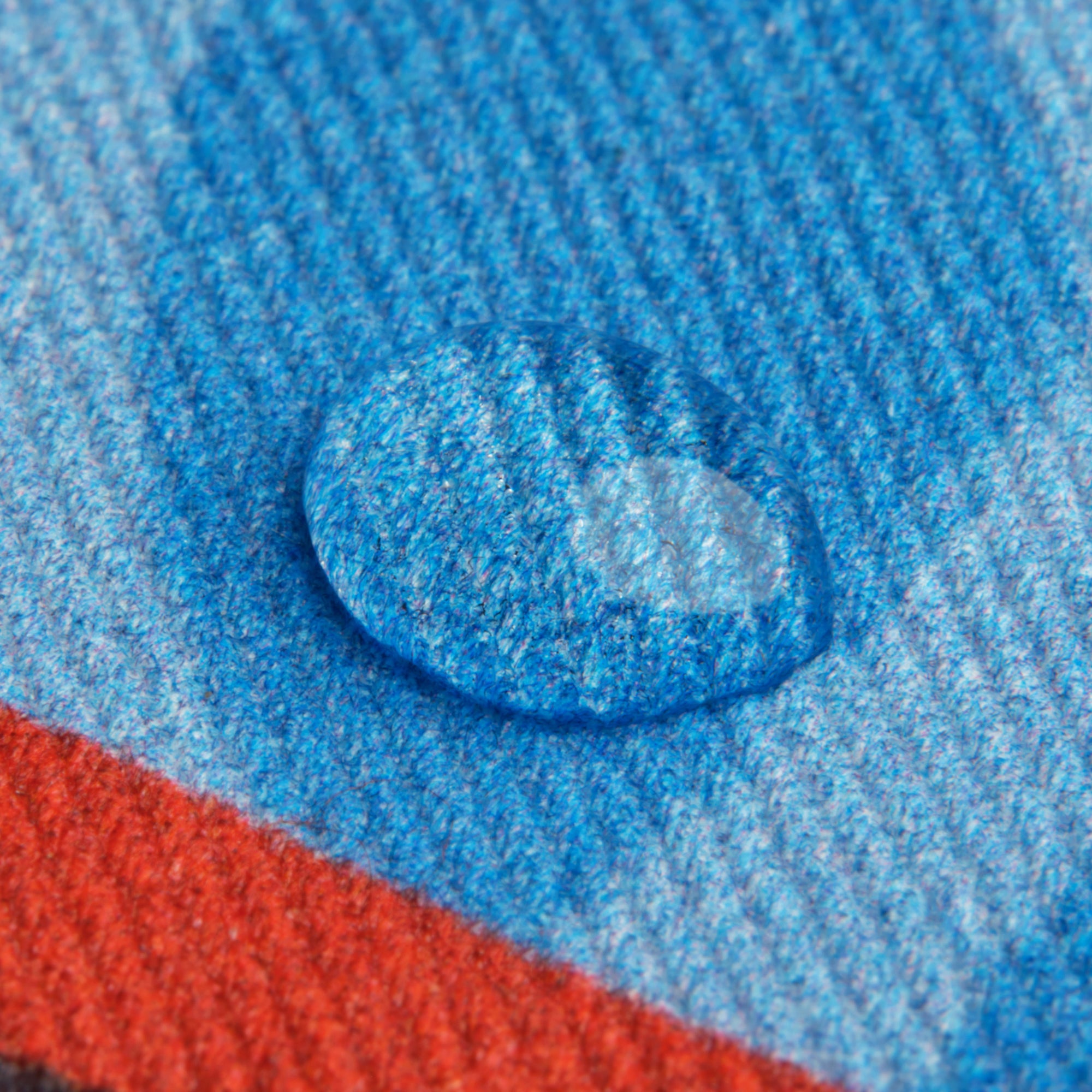 Pez Soldado Azul (Adulto)